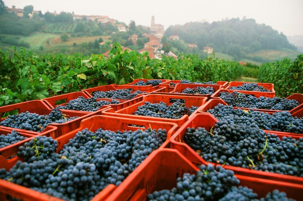 Marchesi Alfieri - Cantine E Ospitalita San Martino Alfieri Exterior foto