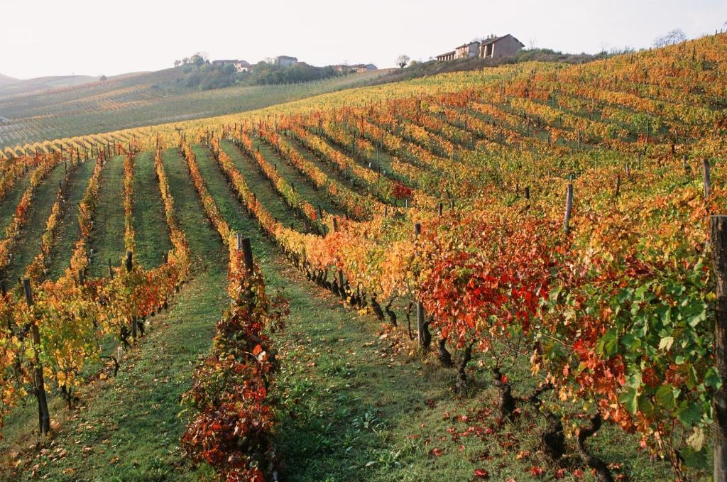 Marchesi Alfieri - Cantine E Ospitalita San Martino Alfieri Exterior foto